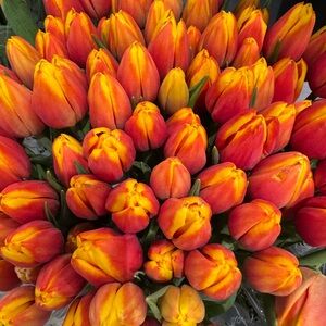 Meet your Posher, Isabella